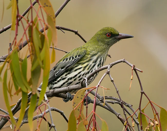 Olive-backed Oriole in Australia showing key identifying features