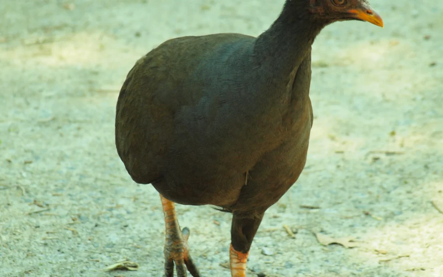 Orange-footed Scrubfowl showing key identification features