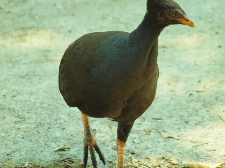 Orange-footed Scrubfowl showing key identification features