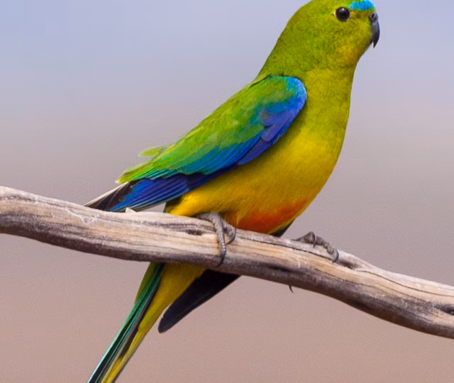 Orange-bellied Parrot in Australia showing key identification features