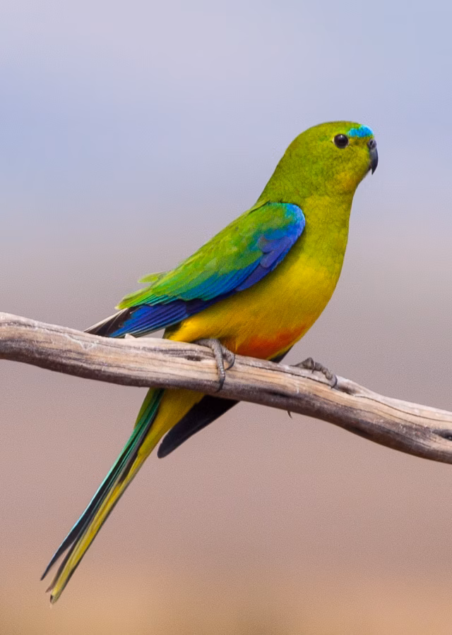 Orange-bellied Parrot in Australia showing key identification features