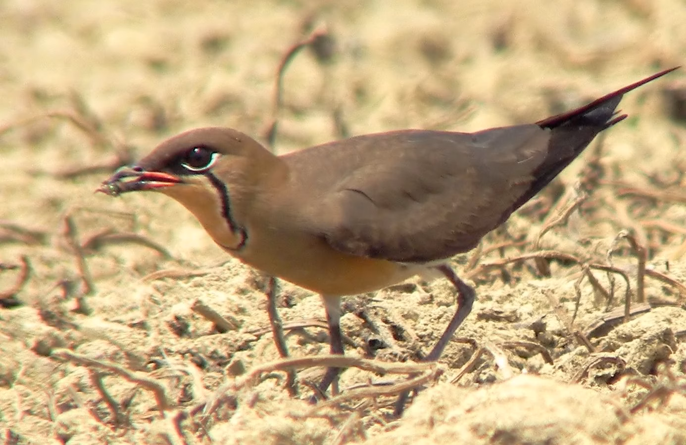Oriental Pratincole showing slender ground bird with long pointed wings, forked tail and chestnut underwings