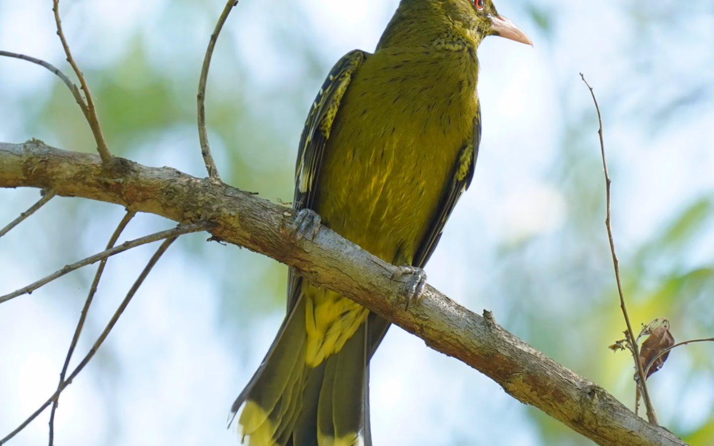 Yellow Oriole showing bright yellow-green body, red eye and pinkish-red bill