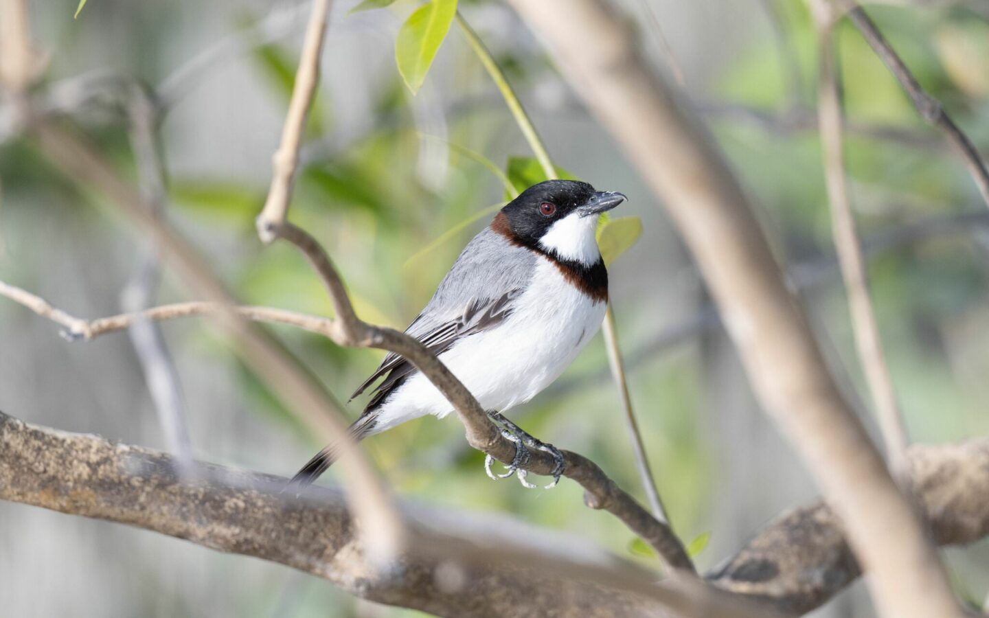 White-breasted Whistler showing a strong whistler bill; males show a dark head and upperparts, a broad clean white breast and warm rufous belly