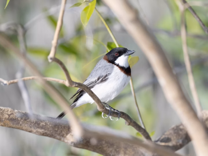 White-breasted Whistler showing a strong whistler bill; males show a dark head and upperparts, a broad clean white breast and warm rufous belly