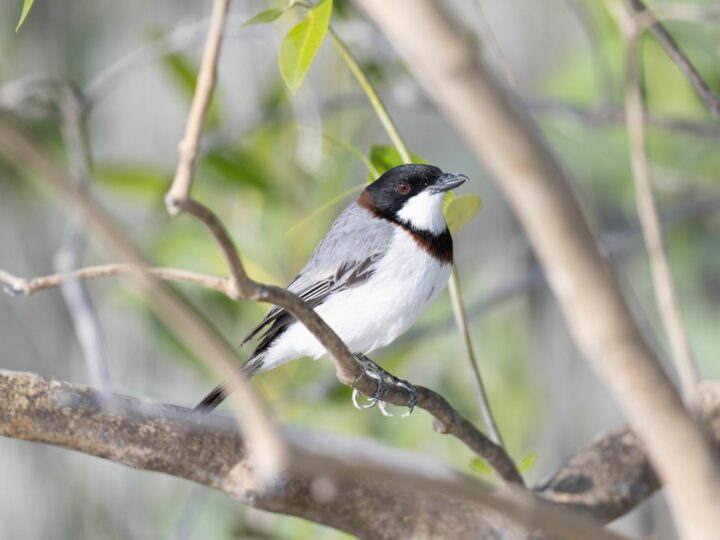 White-breasted Whistler showing a strong whistler bill; males show a dark head and upperparts, a broad clean white breast and warm rufous belly