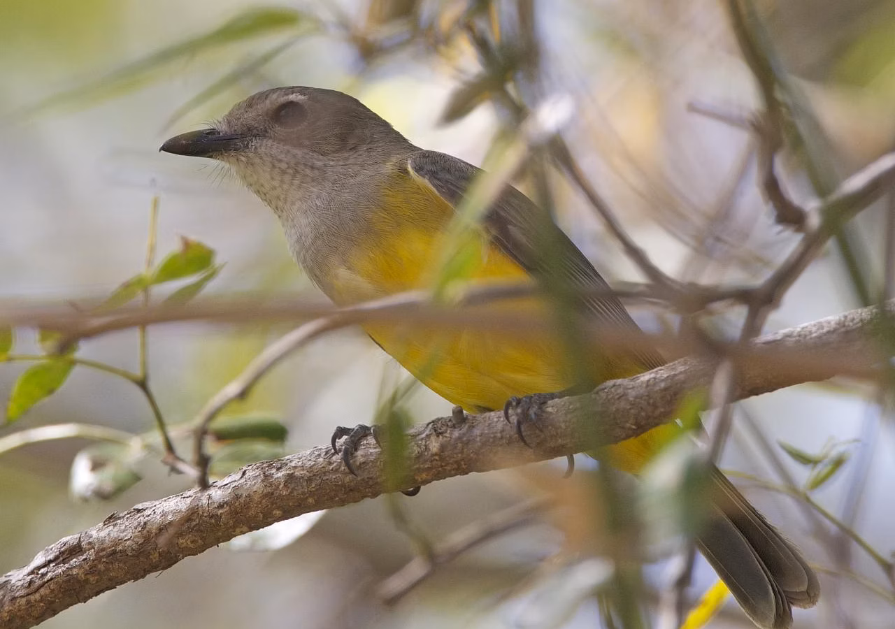 Mangrove Golden Whistler showing bright yellow underparts in the male, a dark head and bib, yellow collar and dark tail; females are greener and browner