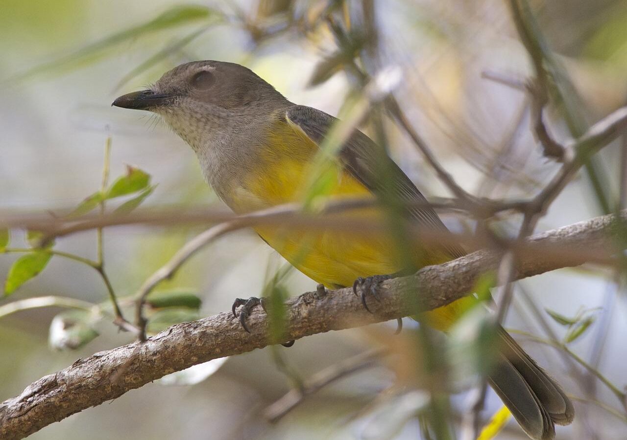 Mangrove Golden Whistler showing bright yellow underparts in the male, a dark head and bib, yellow collar and dark tail; females are greener and browner