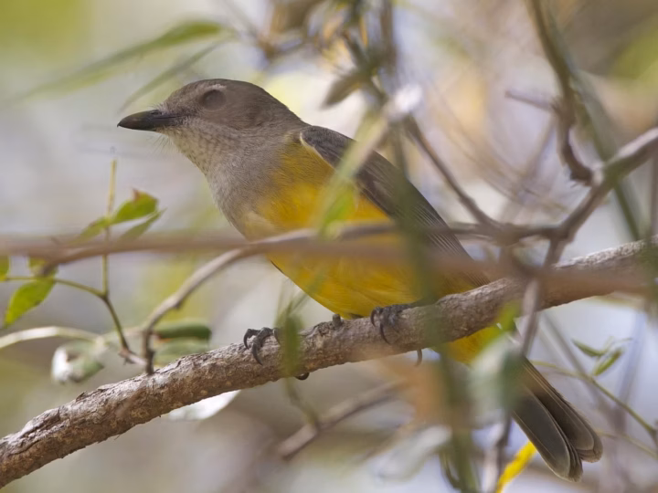 Mangrove Golden Whistler showing bright yellow underparts in the male, a dark head and bib, yellow collar and dark tail; females are greener and browner