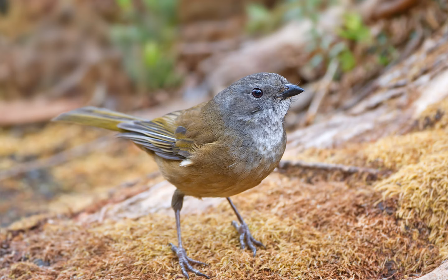 Olive Whistler in Australia showing key identification features: a subdued olive-brown and grey whistler with a stout bill; males are somewhat richer in tone, but the species is much less brightly coloured than a Golden Whistler.