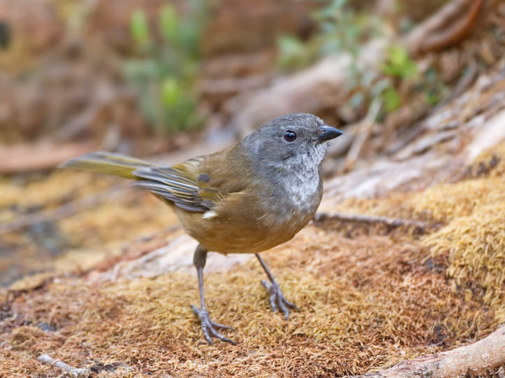 Olive Whistler in Australia showing key identification features: a subdued olive-brown and grey whistler with a stout bill; males are somewhat richer in tone, but the species is much less brightly coloured than a Golden Whistler.