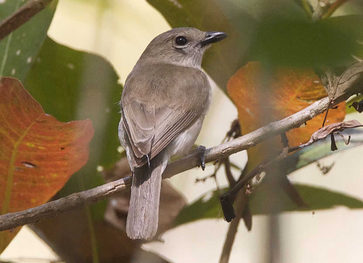 Brown Whistler showing plain brown to olive-grey plumage, a pale throat, subtle eye-ring and the stocky shape of a small whistler