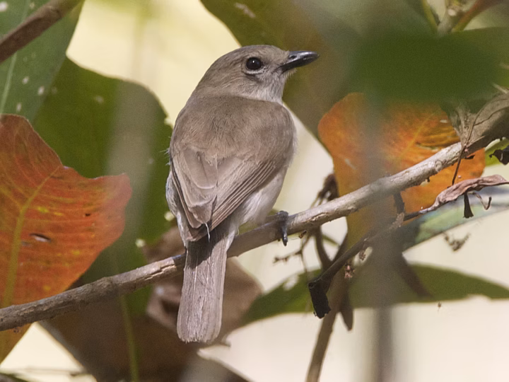 Brown Whistler showing plain brown to olive-grey plumage, a pale throat, subtle eye-ring and the stocky shape of a small whistler