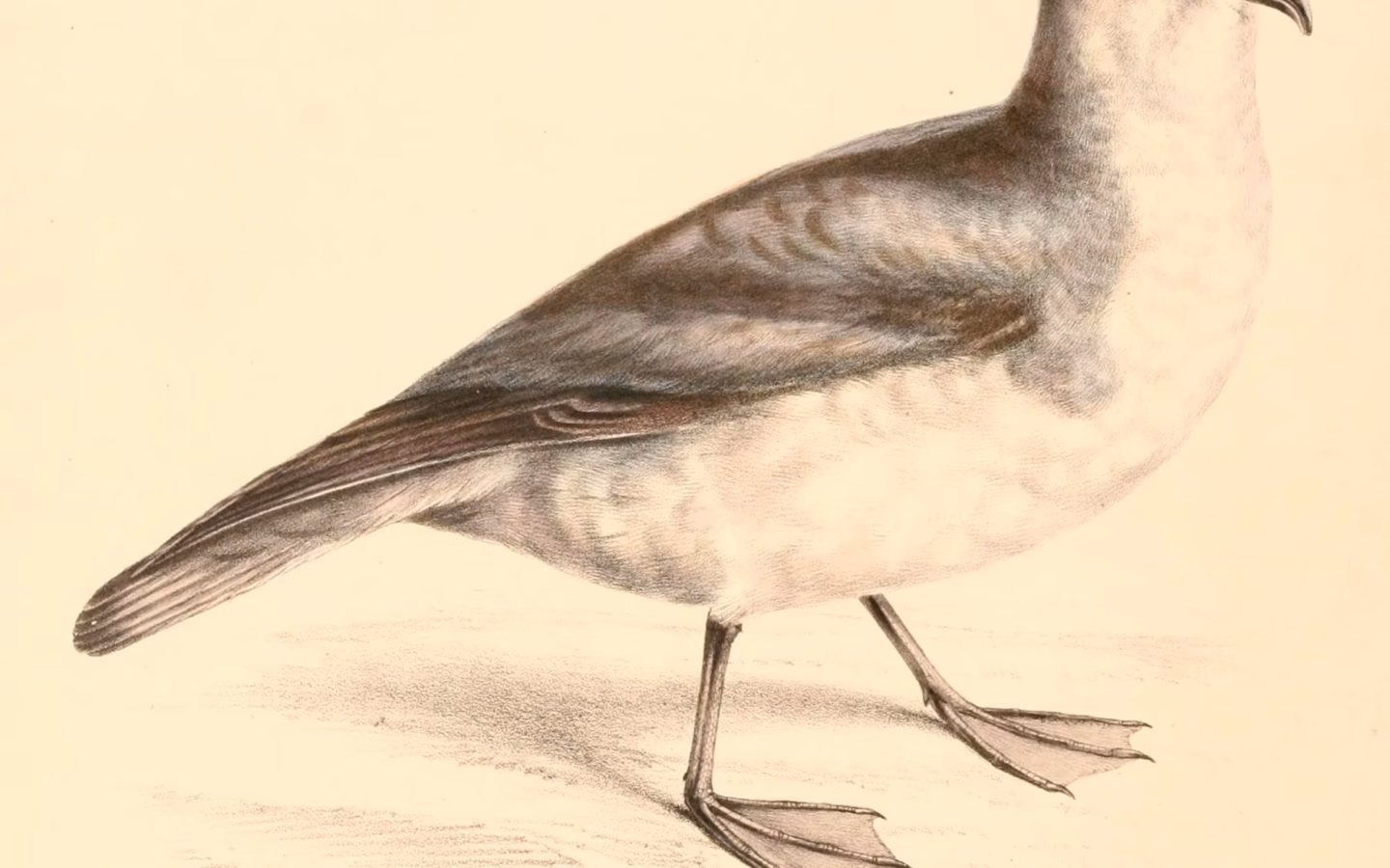 Antarctic Prion showing blue-grey upperparts, dark wing M, white underparts and broader bill than some similar prions