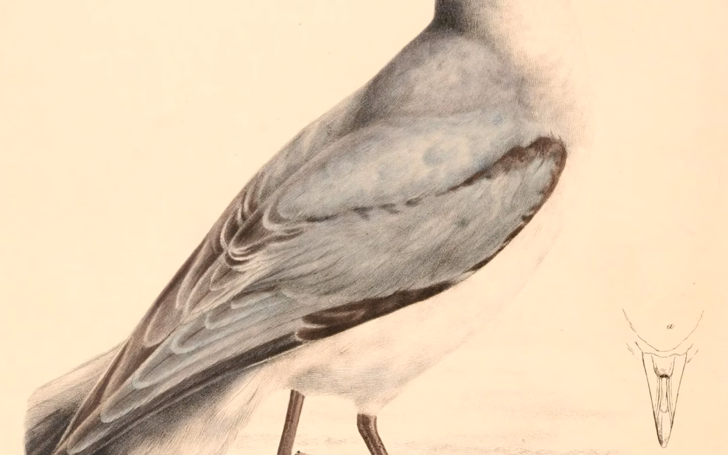Fairy Prion showing small blue-grey prion with dark M-shaped upperwing pattern and white underparts