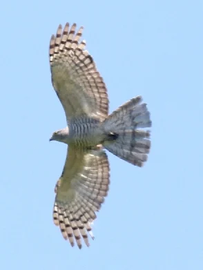 Pacific Baza showing key identification features