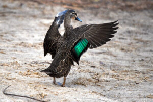 Pacific Black Duck with brown mottled plumage and dark eye stripe