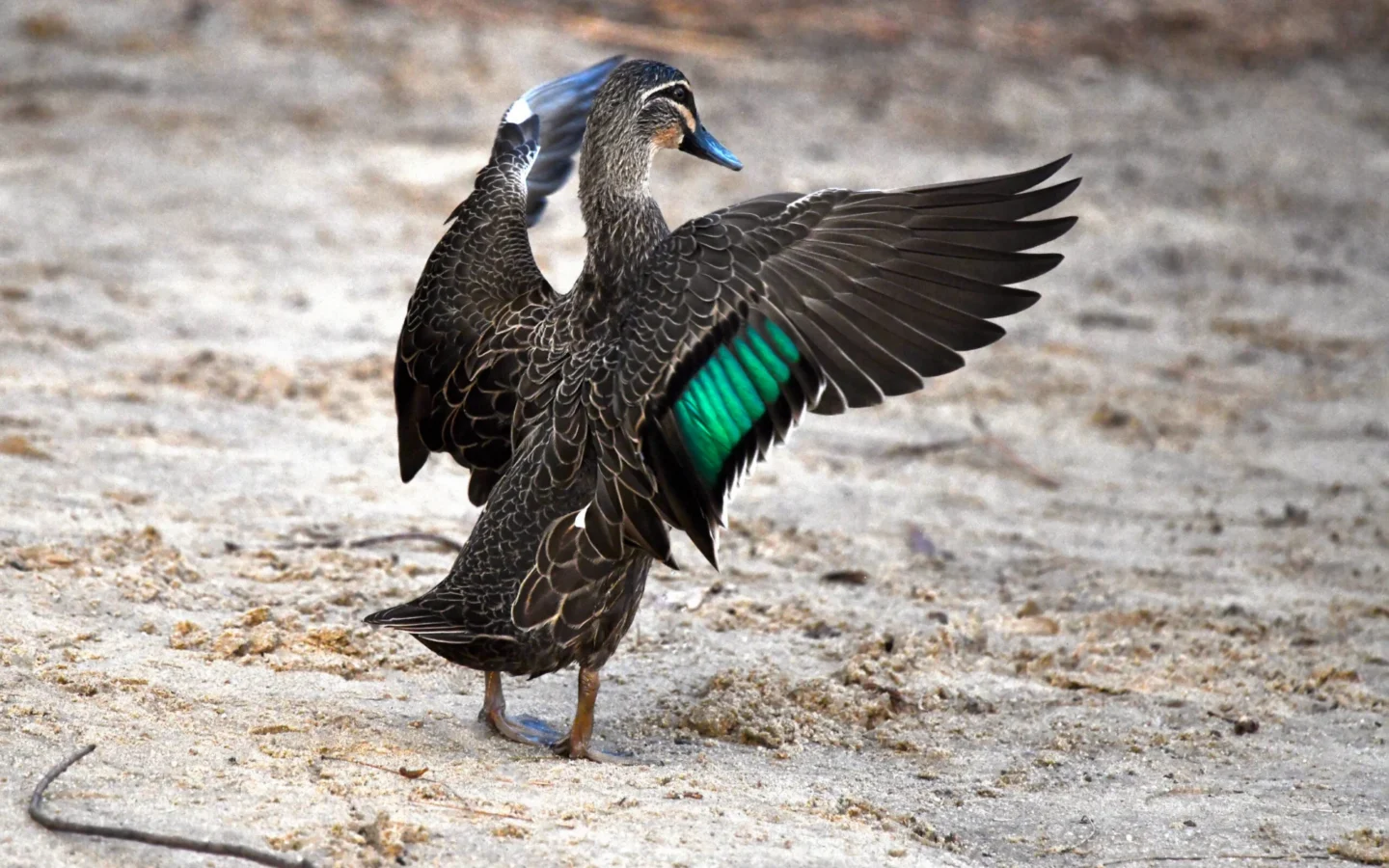 Pacific Black Duck with brown mottled plumage and dark eye stripe