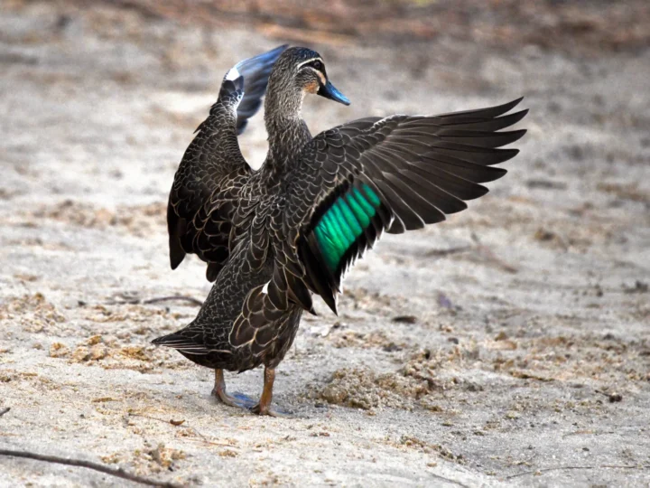 Pacific Black Duck with brown mottled plumage and dark eye stripe
