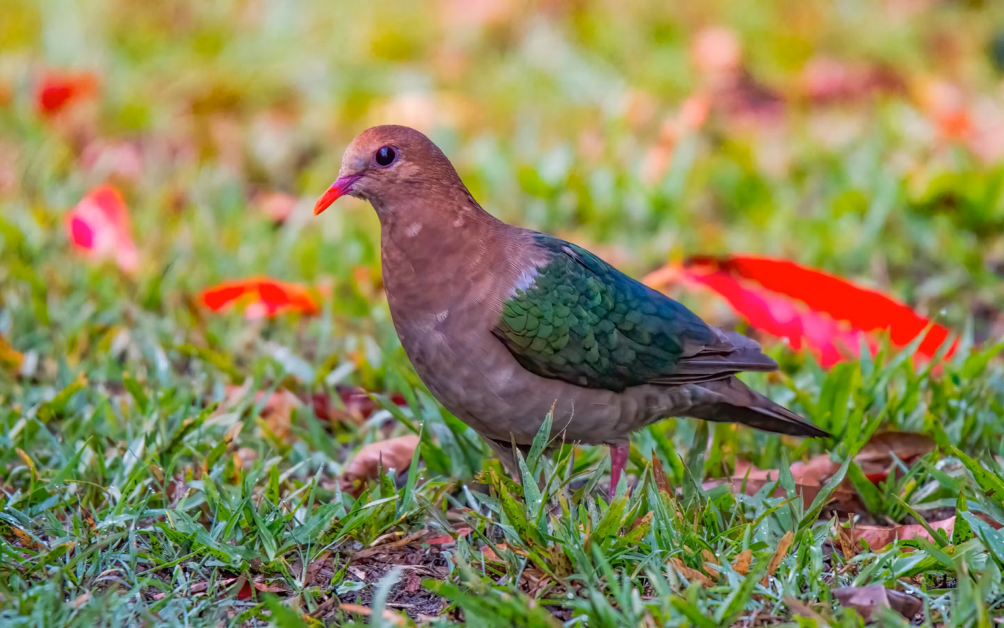 Pacific Emerald Dove in Australia showing key identification features
