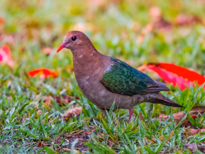 Pacific Emerald Dove in Australia showing key identification features