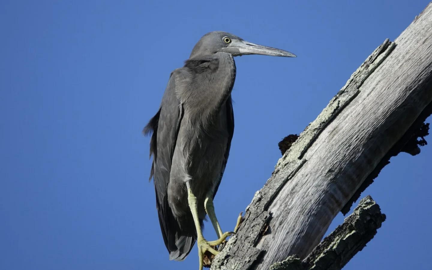 Pacific Reef Heron showing key identification features