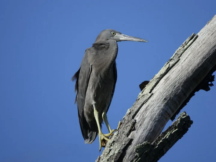 Pacific Reef Heron showing key identification features