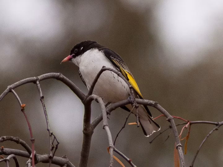 Painted Honeyeater in Australia showing key identification features