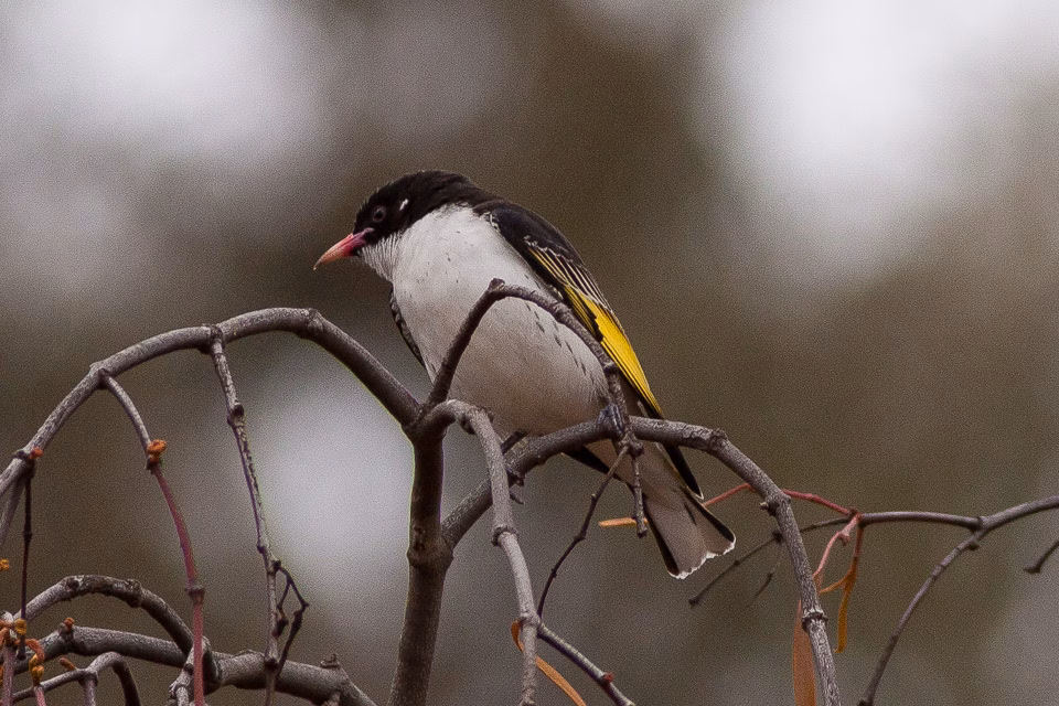 Painted Honeyeater in Australia showing key identification features