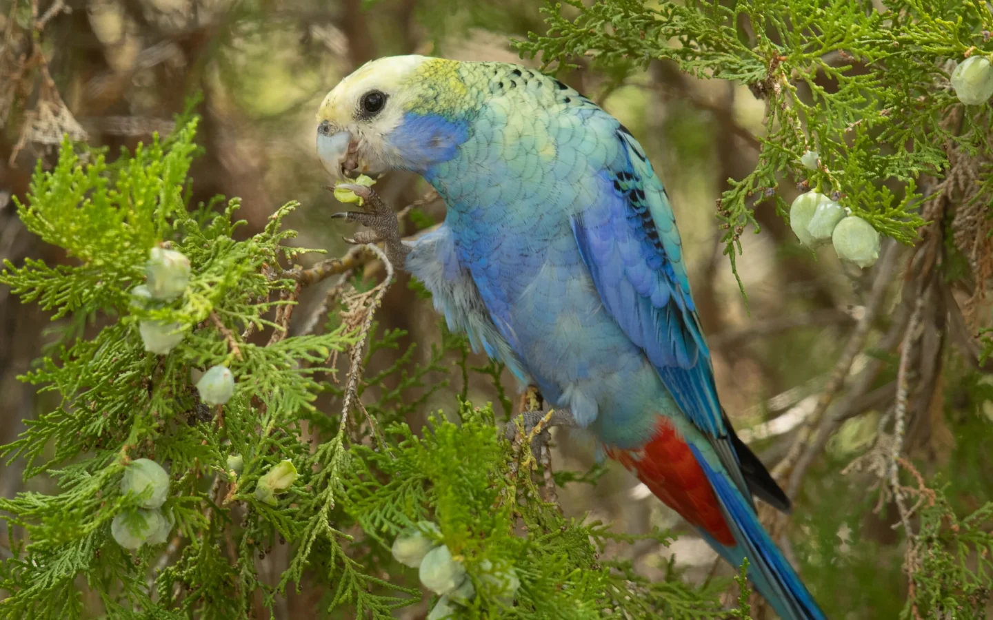 Pale-headed Rosella in Australia