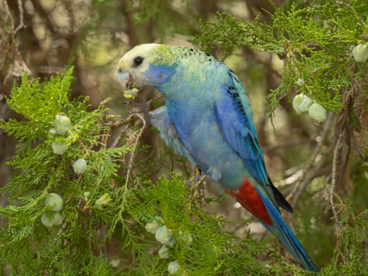 Pale-headed Rosella in Australia