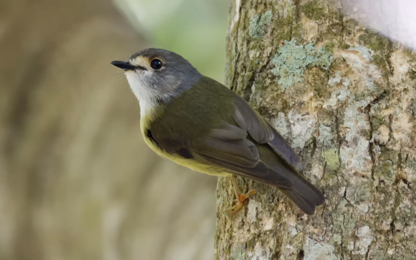 Pale-yellow Robin in Australia showing key identification features: small rainforest robin with olive-grey upperparts and pale yellow underparts, usually seen quietly perched low in shaded vegetation.