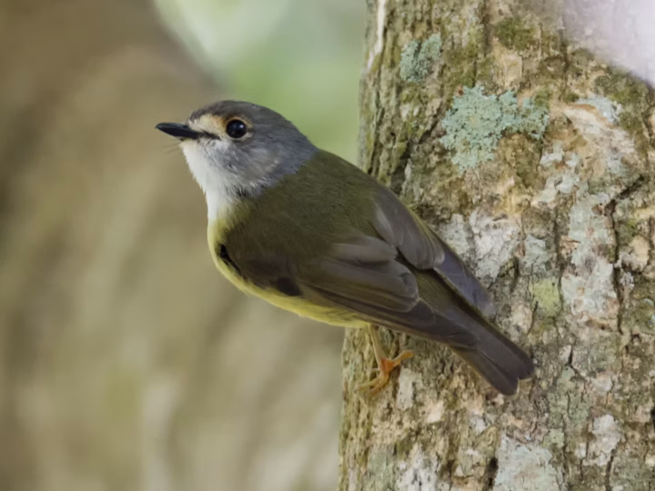 Pale-yellow Robin in Australia showing key identification features: small rainforest robin with olive-grey upperparts and pale yellow underparts, usually seen quietly perched low in shaded vegetation.
