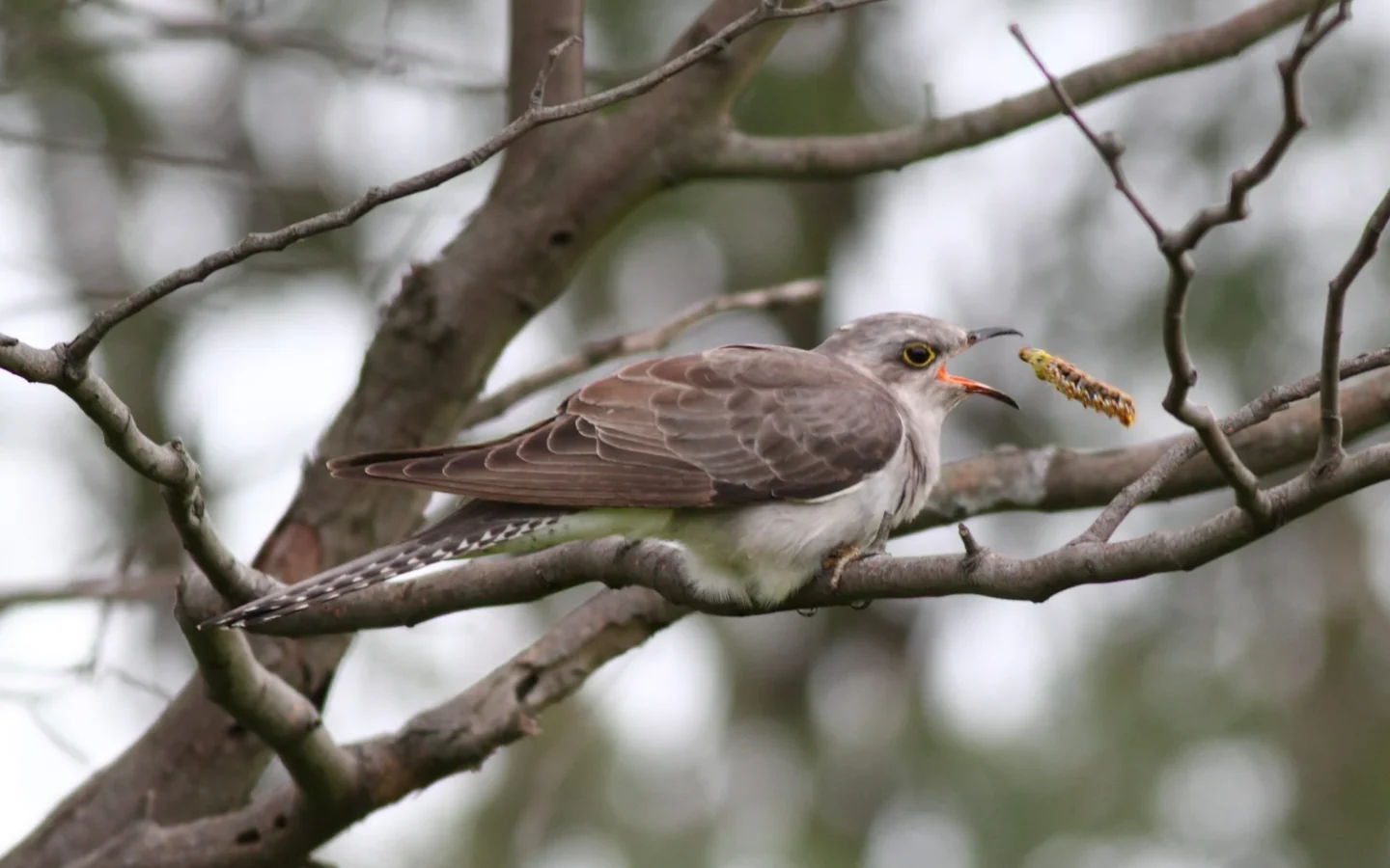 Pallid Cuckoo in Australia showing key identifying features