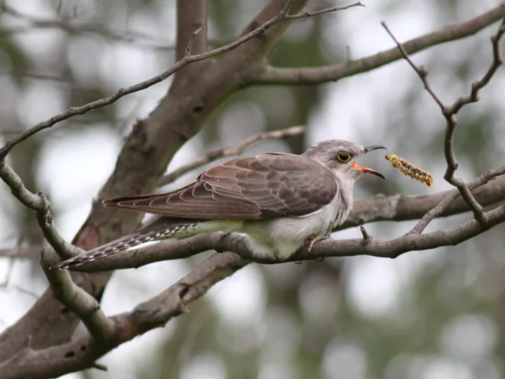 Pallid Cuckoo in Australia showing key identifying features