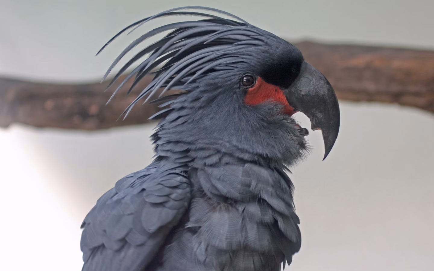 Palm Cockatoo in Australia showing key identification features: huge black cockatoo with a towering crest, massive bill and bright red bare cheek patch; its size and head shape are unmistakable at close range.