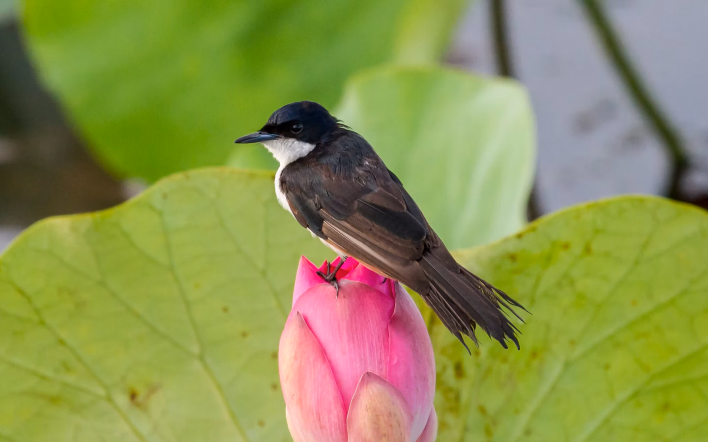 Paperbark Flycatcher showing key identification features