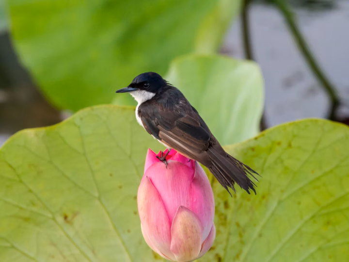 Paperbark Flycatcher showing key identification features