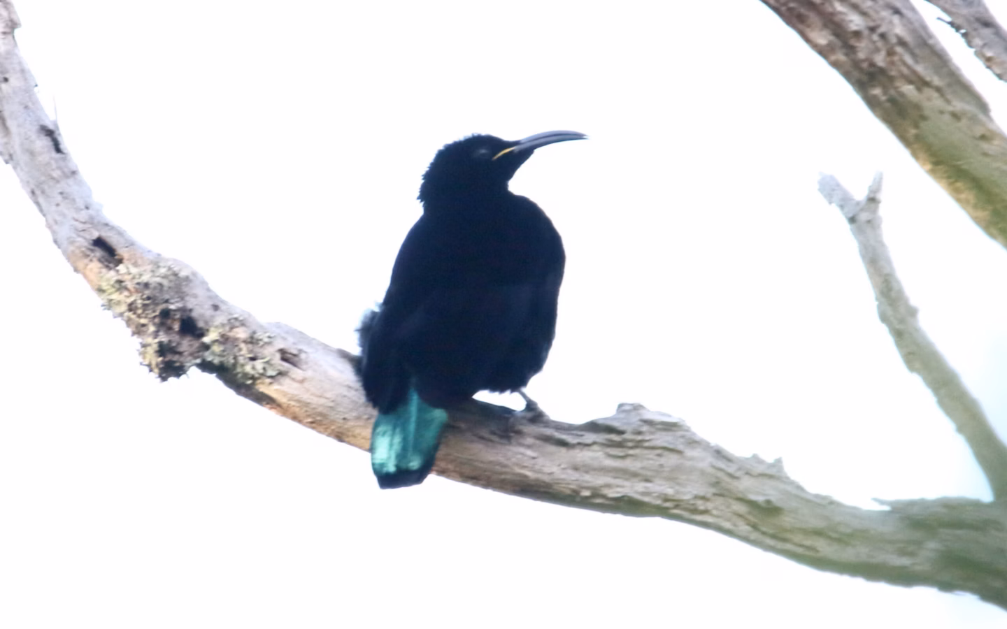 Paradise Riflebird in Australia showing key identification features