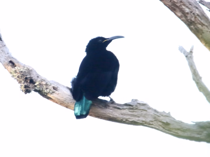 Paradise Riflebird in Australia showing key identification features