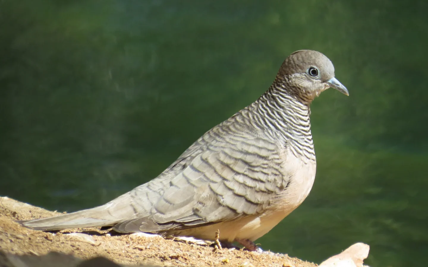 Peaceful Dove with grey-brown barred plumage and blue-grey skin around the eye