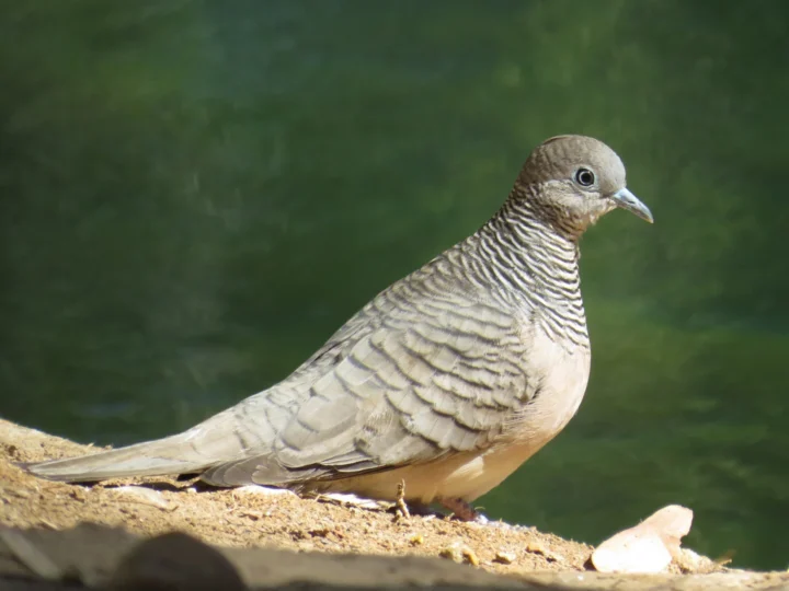 Peaceful Dove with grey-brown barred plumage and blue-grey skin around the eye