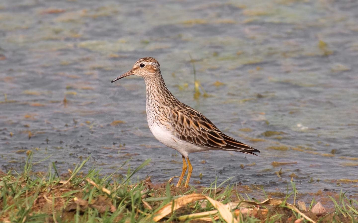 Pectoral Sandpiper showing streaked brown breast ending sharply against white belly and slightly decurved bill