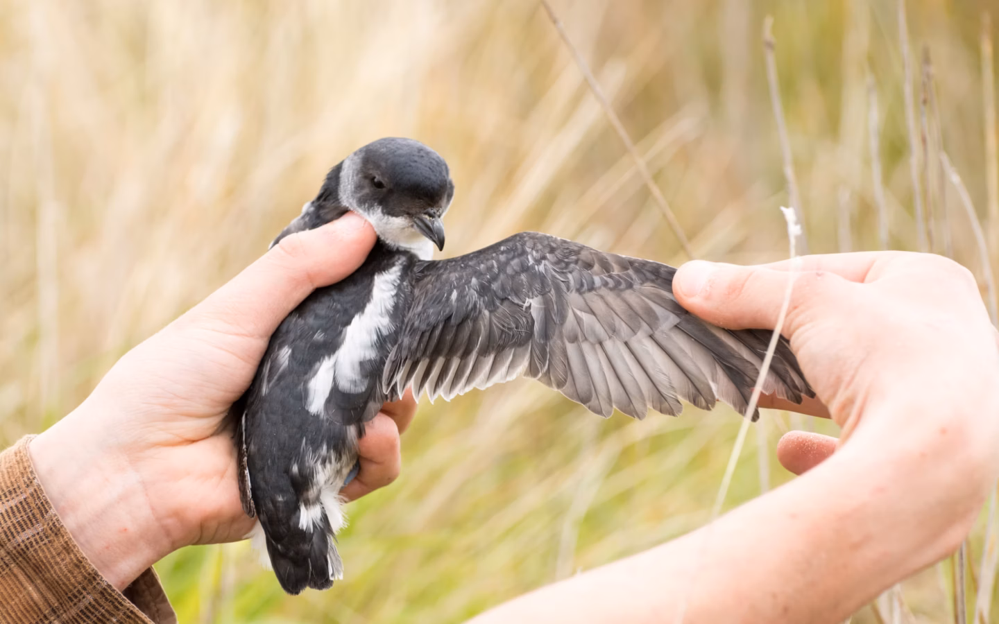 South Georgian Diving-Petrel showing tiny dark-and-white diving petrel with compact body and fast low flight
