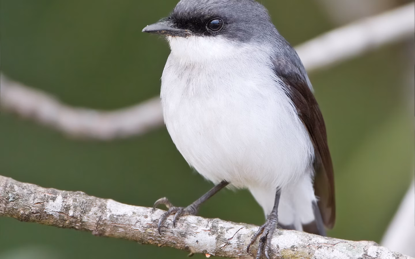 Mangrove Robin showing slate-grey plumage, darker face and a noticeable pale wing panel, together with its mangrove habitat