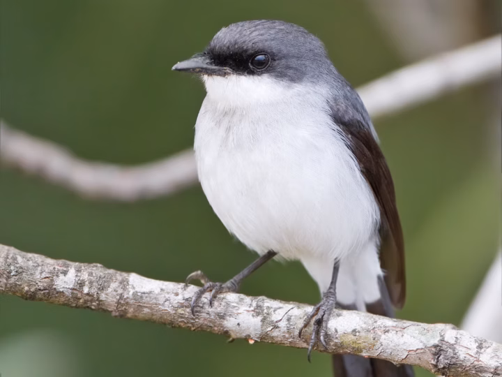 Mangrove Robin showing slate-grey plumage, darker face and a noticeable pale wing panel, together with its mangrove habitat
