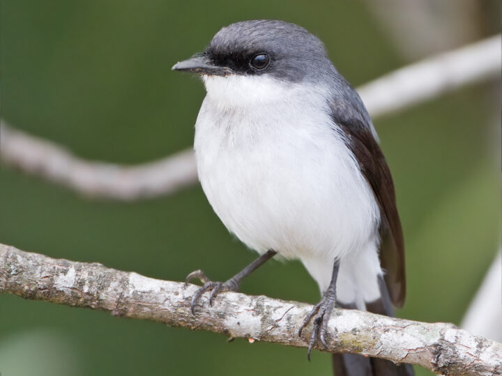 Mangrove Robin showing slate-grey plumage, darker face and a noticeable pale wing panel, together with its mangrove habitat