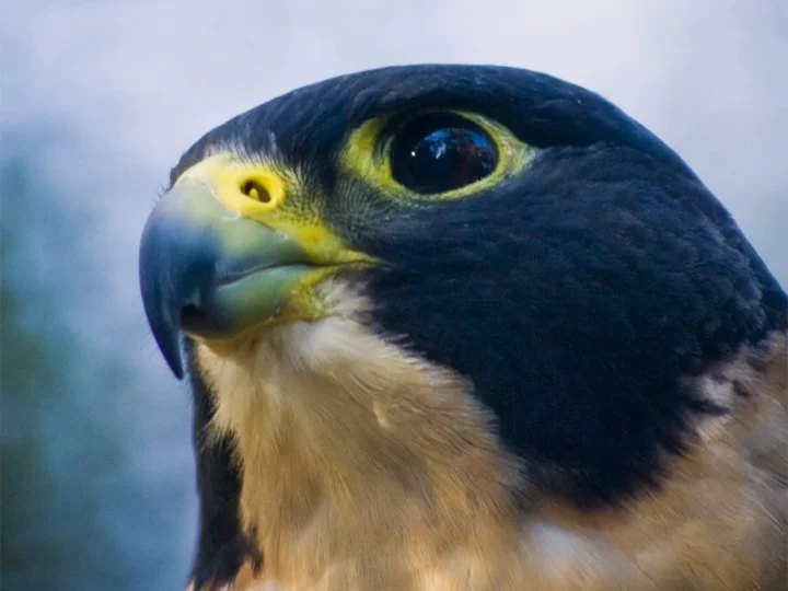 Peregrine Falcon showing key identification features