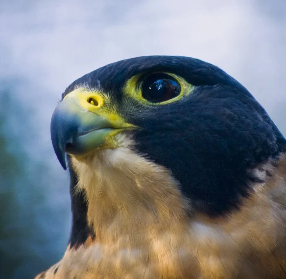 Peregrine Falcon showing key identification features