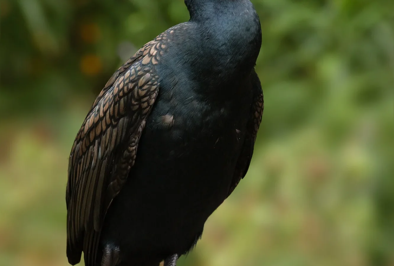 Great Cormorant in Australia
